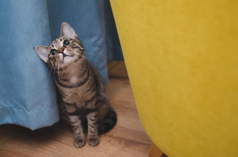 чим годувати кота