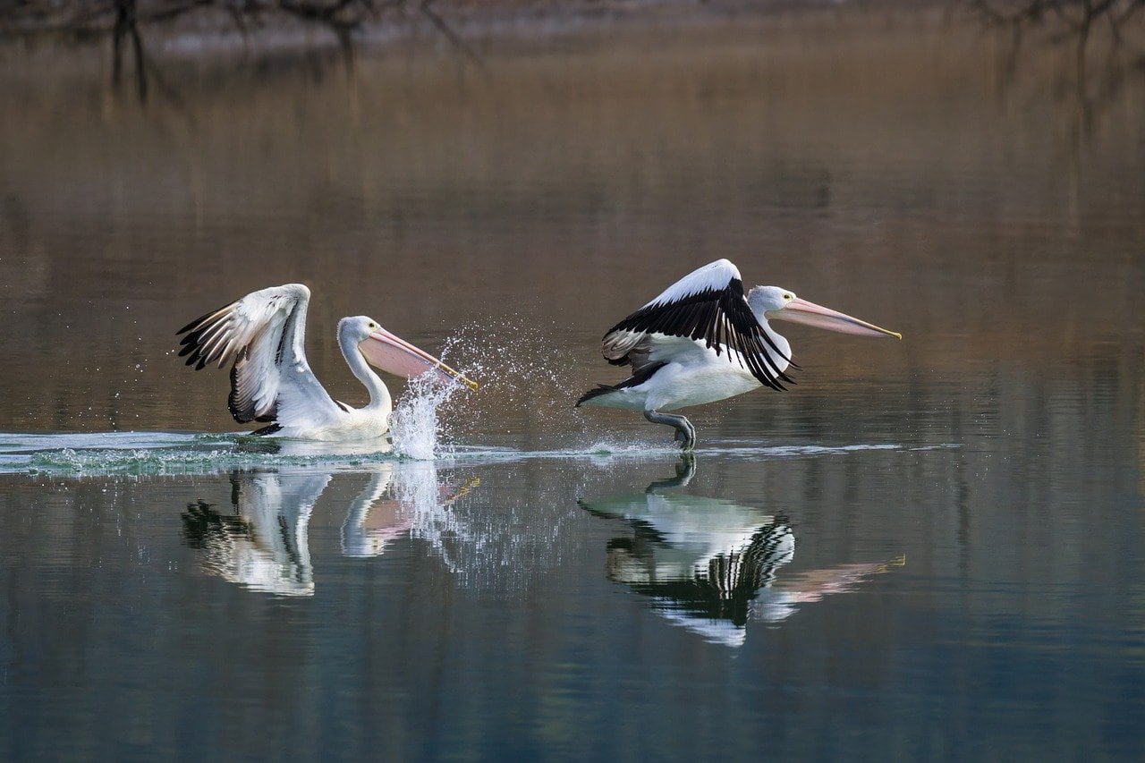 цікаві факти про пеліканів