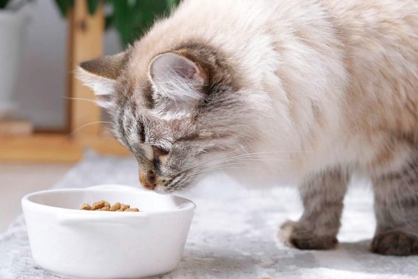 чим відрізняється корм для кошенят і дорослих котів