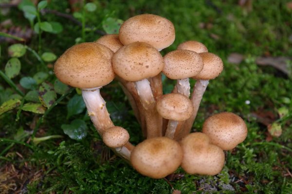 цікаві факти про опеньки
