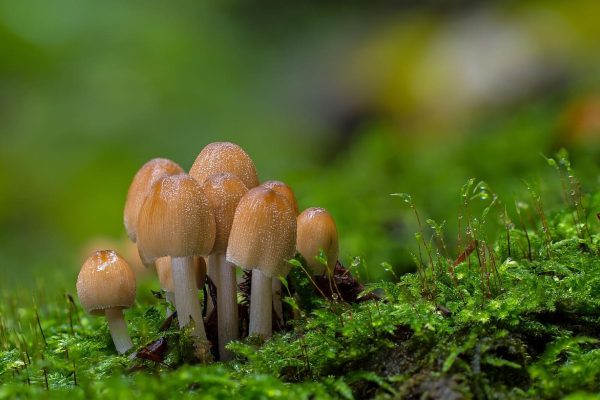 Цікаві факти про гриби цікаві факти про гриби