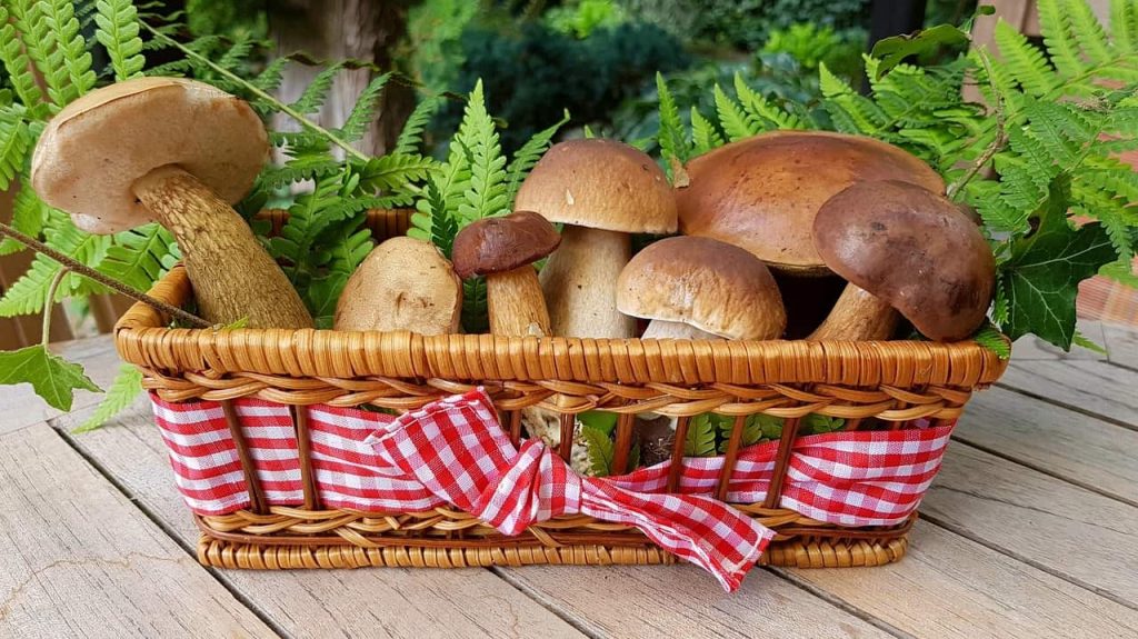 цікаві факти про гриби фото 3