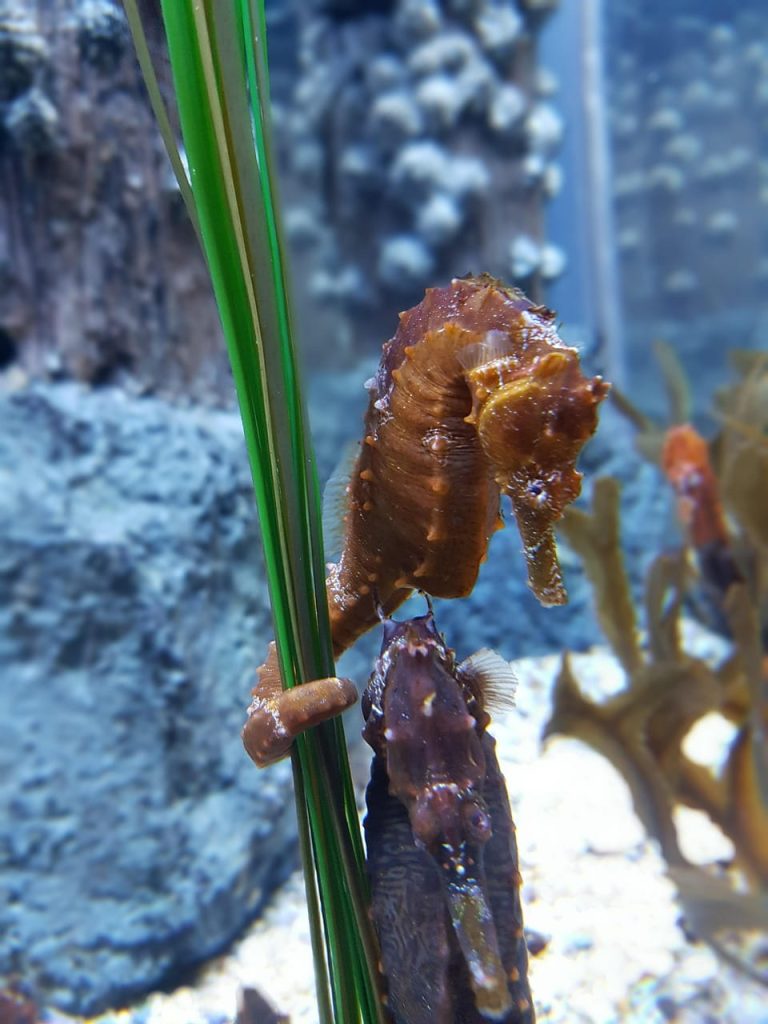 цікаві факти про морських коників фото 2