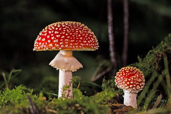 Цікаві факти про мухомори цікаві факти про мухомори