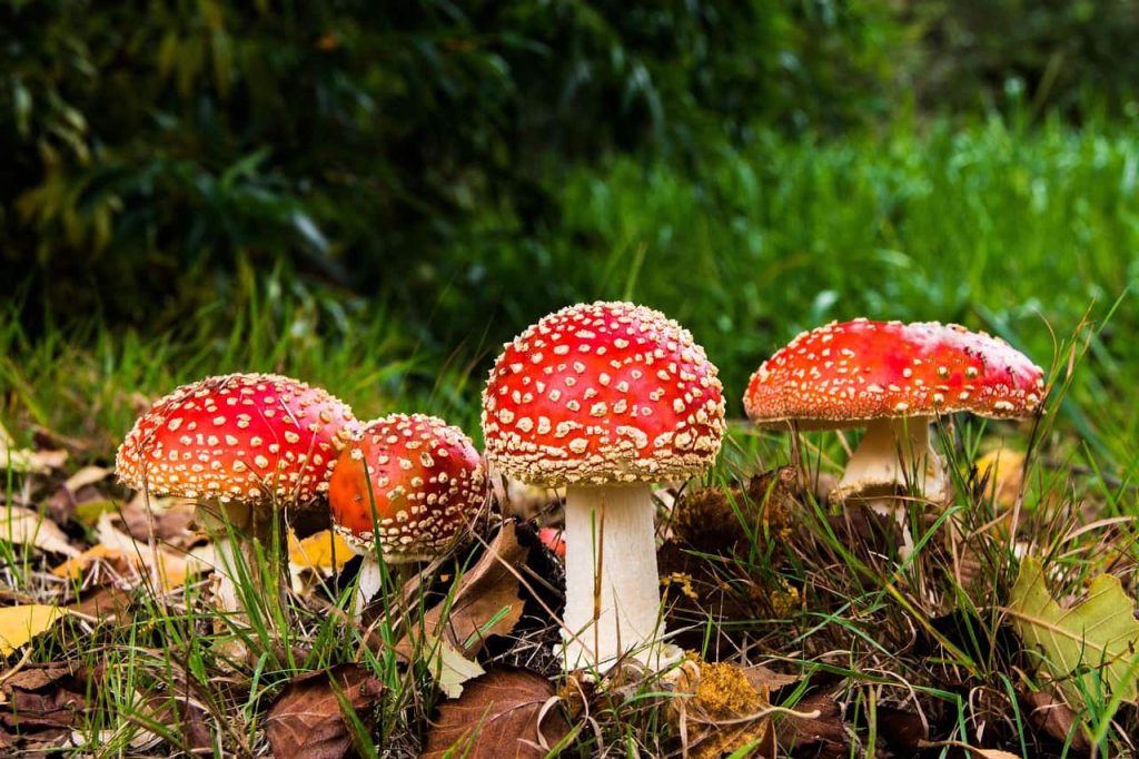 цікаві факти про мухомори фото 2