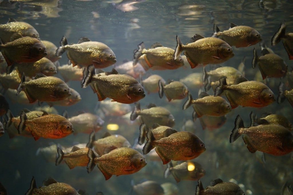 цікаві факти про піраній фото 2