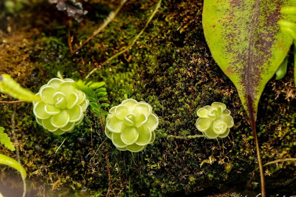 рослини хижаки: товстянка