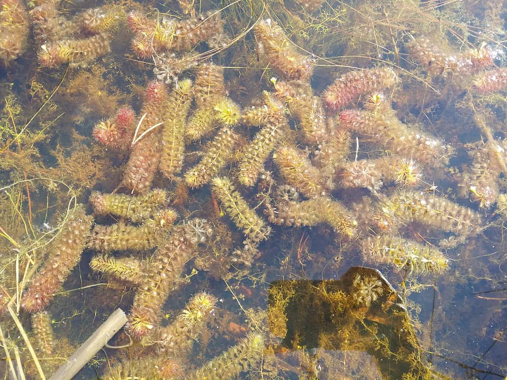 рослини хижаки: альдрованда пухирчаста