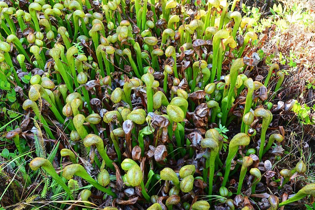 рослини хижаки: дарлінгтонія каліфорнійська