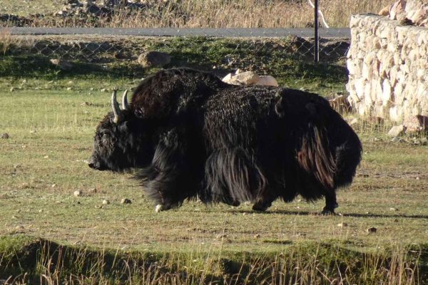 цікаві факти про дикого яка