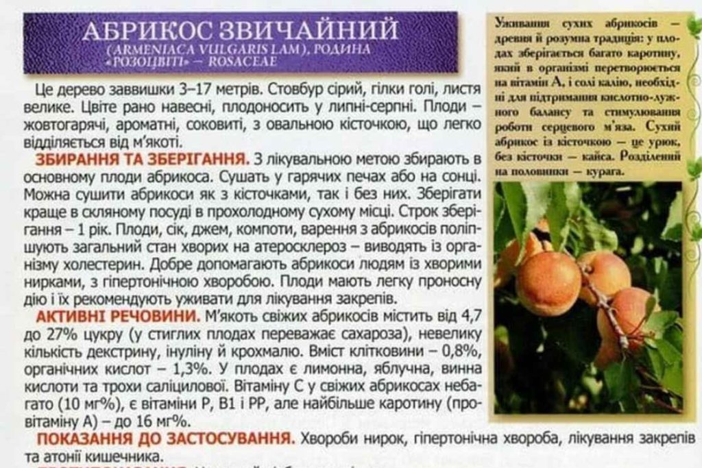 енциклопеції для дорослих читачів фото 3