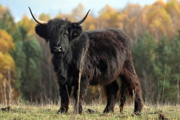 як люди приручили тварин